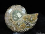 Single Cleoniceras Ammonite #589-1